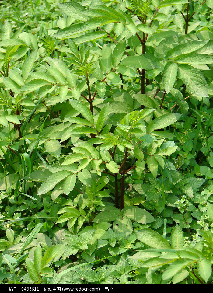 忍冬科植物接骨草