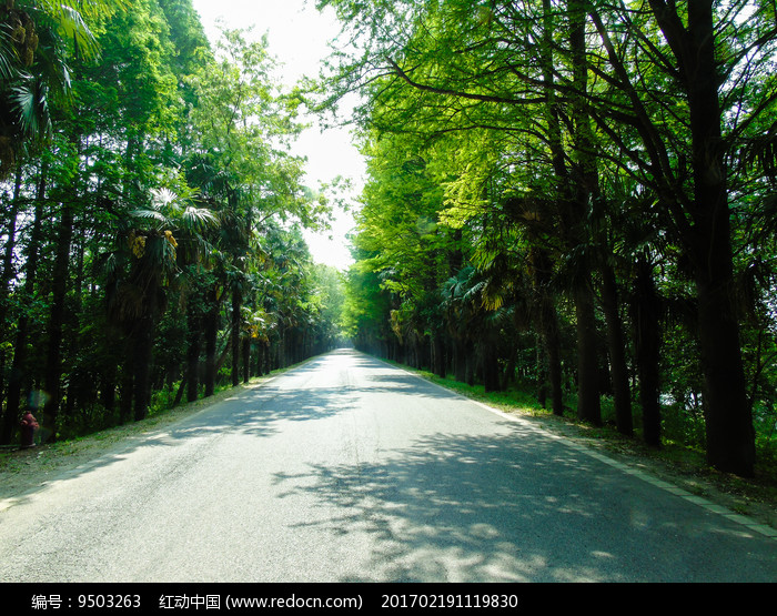 道路公路树木摄影图