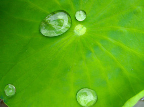 荷叶上的水珠荷叶上散落的水珠嫩绿色荷叶和透明水珠绿色背景晶莹