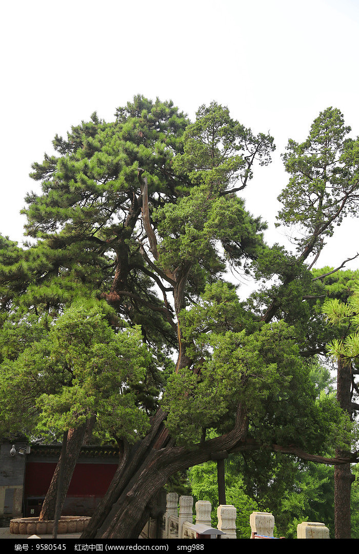 戒台寺卧龙松树