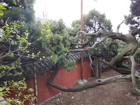 泰山寺庙千年古松树