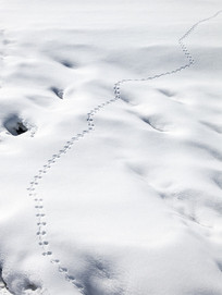 雪地动物脚印