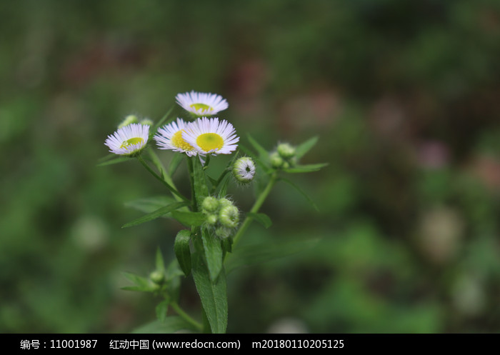 山上飞蓬花