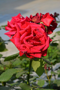 玫瑰花