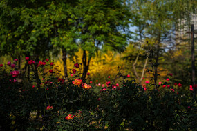 红色月季花花朵