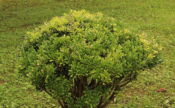 黄杨树