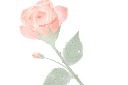 520浪漫鲜花模板