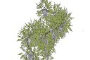 装饰花卉盆栽植物