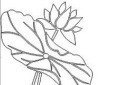 荷花雕刻图案图片