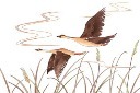 保护动物大雁插画