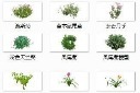 装饰植物合集