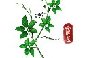 国医节中草药插图模板