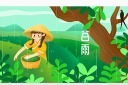 谷雨采茶插画