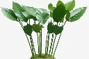 绿植盆栽装饰