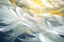 简约羽毛背景插图
