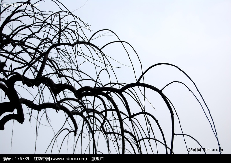 ��֦��ӰͼƬ