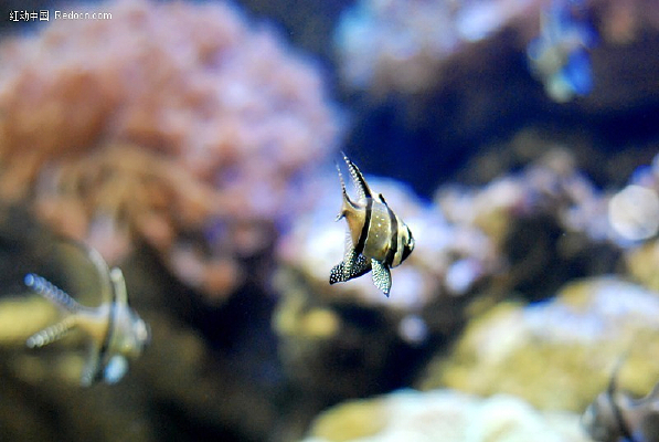 �ȴ�����д