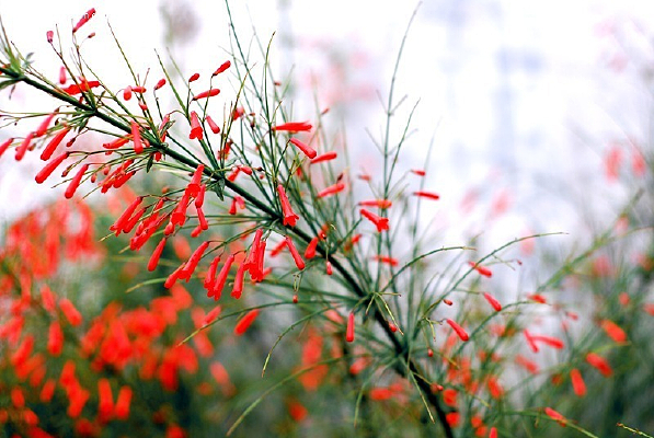 Ư���ĺ�ɫС��