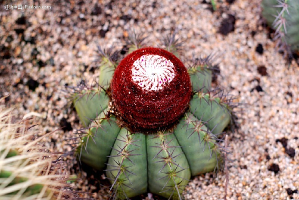 ����ֲ��԰���������