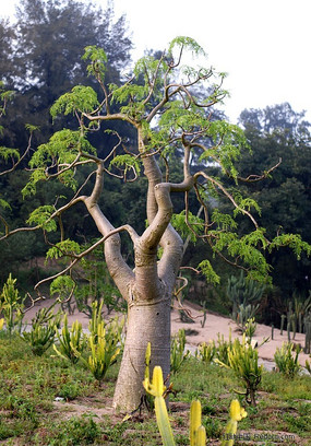 ����ֲ��԰����辰