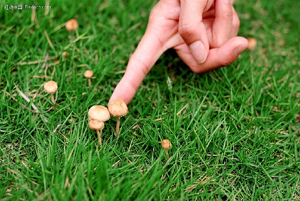 �ݵ��ϵ�СĢ��