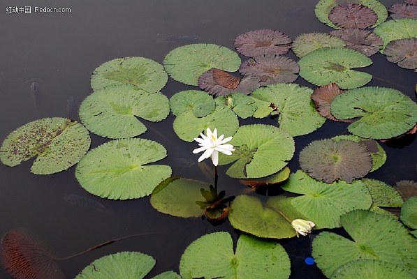 ������İ�ɫ����