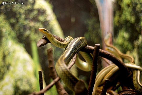 ��֦�ϵ���