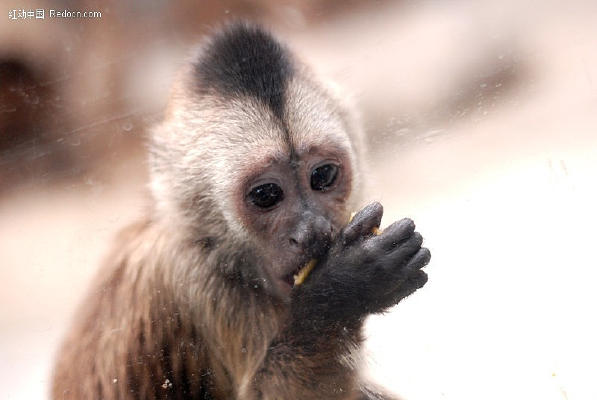 �Զ�����С����