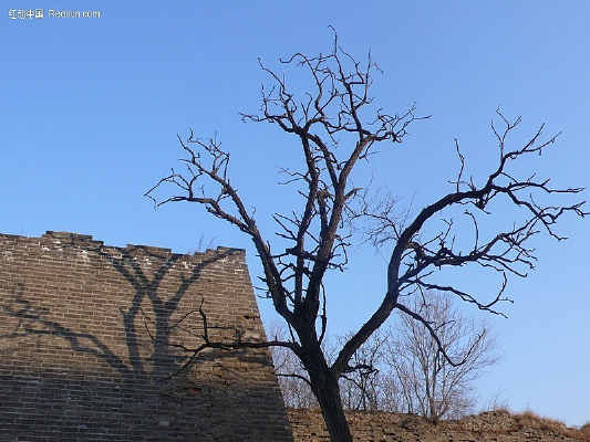 �����ų�