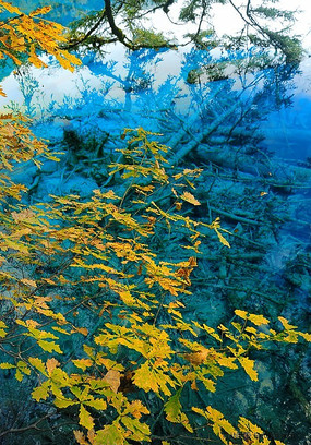 ������ɫ