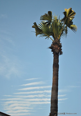 �������Ӱ