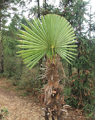 ����Ȼ����