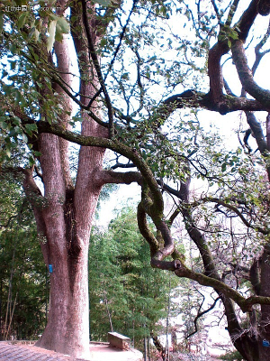 ���ϵ���ľ