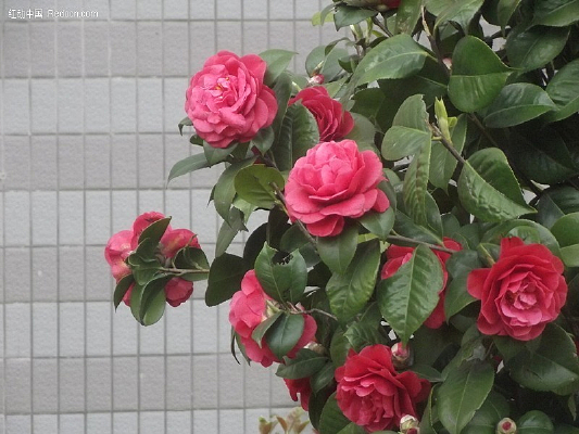 ������д