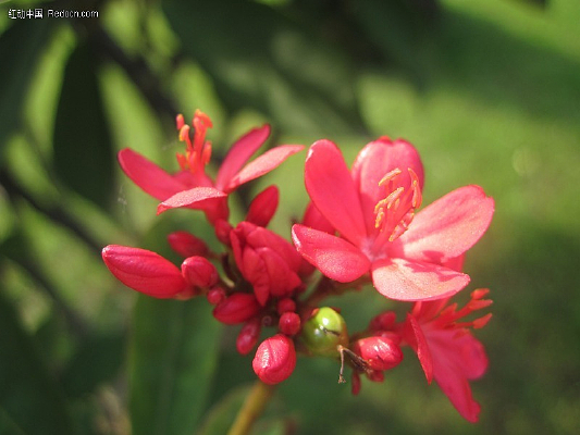 ����С�컨