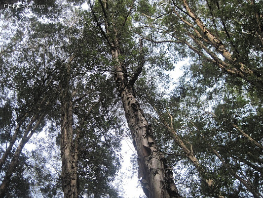 �߸��ɰ���