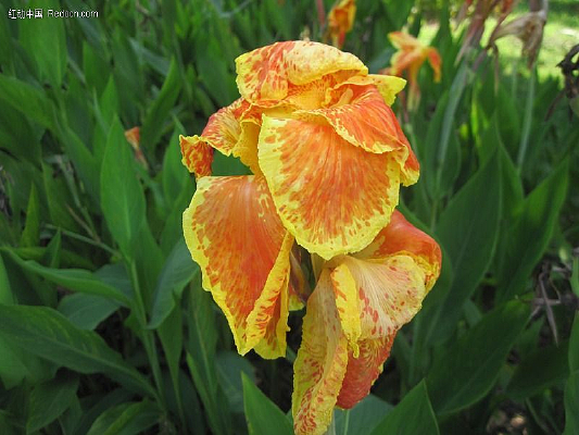 ��������ֲ��