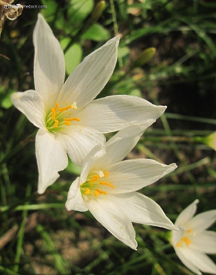 ���۰ٺϻ�����