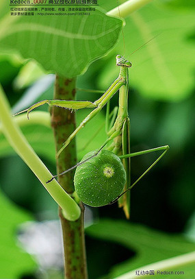 ��֦�ϵ����