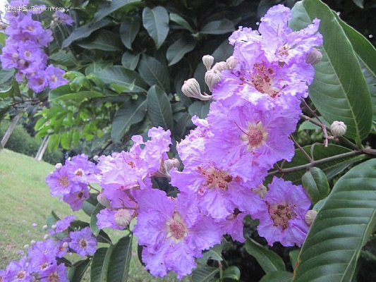 ����ϻ���