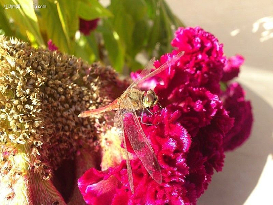 ���ϵĺ�����