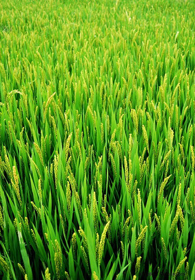 ˮ������