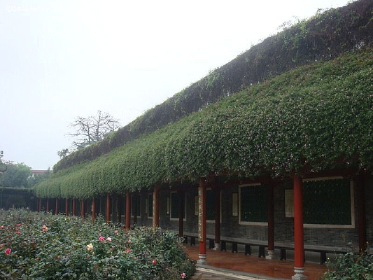 ��ī԰����