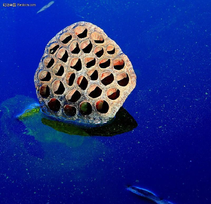 �ɿ�����