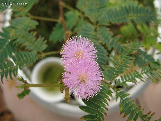 ���߲ݵĻ���