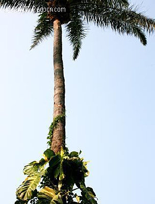 ����Ҭ����