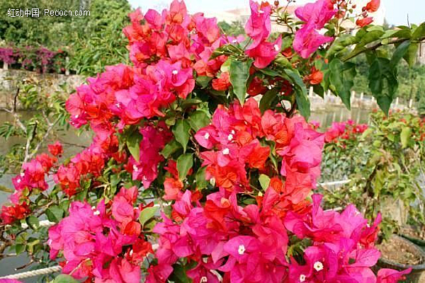 ���ǵ���Ȼ���