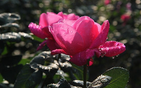 ʢ���¼���