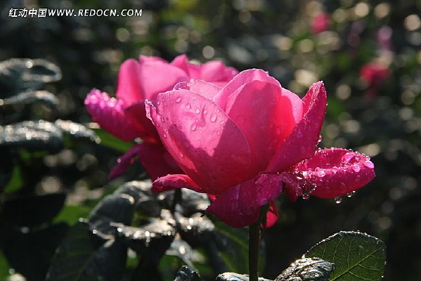 ʢ���¼���