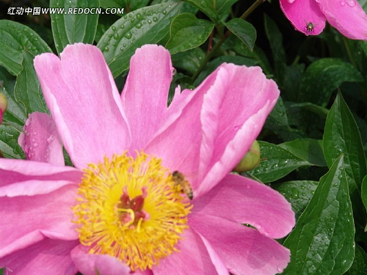 ���ŵ���ҩ